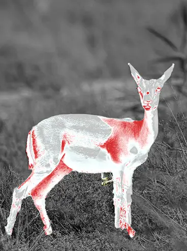 Binock 열화상 컬렉션을 선택하는 이유 페이지에 대한 열화상 필터를 가진 Dear